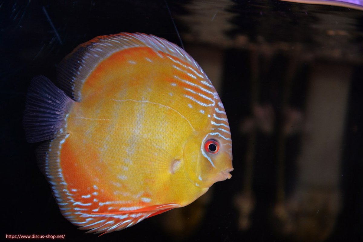 画像1: 【30周年記念セール対象個体】【ワイルドディスカス】【通販】【３年ぶりの入荷】ラーゴクリペア スーパーレッド【個体販売】13-14cm（生体）クリペア産 (1)