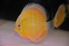 画像4: 【決算セール対象個体】【ワイルドディスカス】【通販】【３年ぶりの入荷】ラーゴクリペア スーパーレッド【個体販売】13-14cm（生体）クリペア産 (4)