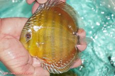 画像5: 【決算セール対象個体】【ワイルドディスカス】【通販】【３年ぶりの入荷】ラーゴクリペア スーパーレッド【個体販売】13-14cm（生体）クリペア産 (5)