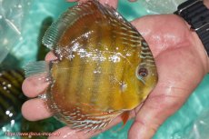 画像6: 【決算セール対象個体】【ワイルドディスカス】【通販】【３年ぶりの入荷】ラーゴクリペア スーパーレッド【個体販売】13-14cm（生体）クリペア産 (6)