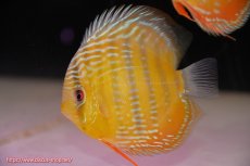 画像1: 【ワイルドディスカス】【通販】【３年ぶりの入荷】ラーゴクリペア スーパーレッド【個体販売】13-14cm（生体）クリペア産 (1)