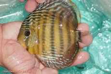 画像2: 【ワイルドディスカス】【通販】【３年ぶりの入荷】ラーゴクリペア スーパーレッド【個体販売】13-14cm（生体）クリペア産 (2)