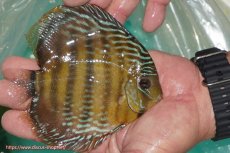 画像3: 【ワイルドディスカス】【通販】【３年ぶりの入荷】ラーゴクリペア スーパーレッド【個体販売】13-14cm（生体）クリペア産 (3)