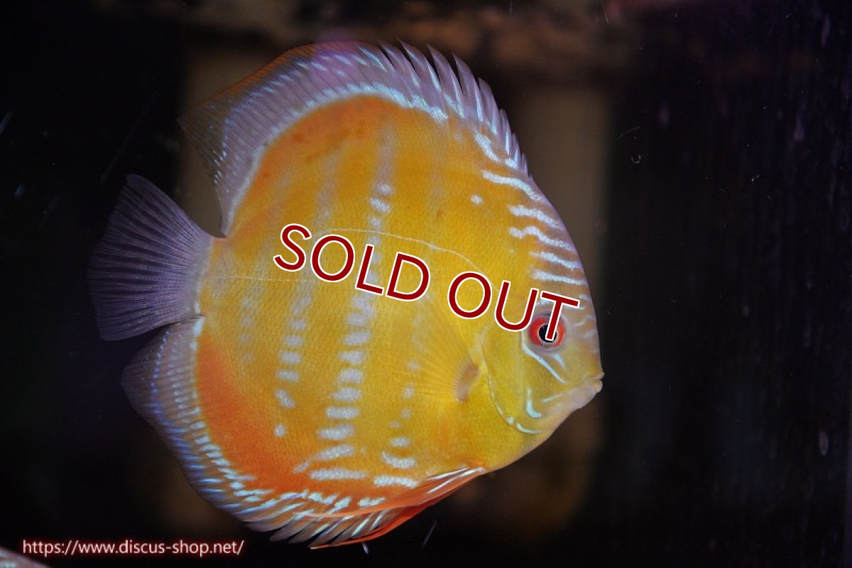 画像1: 【決算セール対象個体】【ワイルドディスカス】【通販】【３年ぶりの入荷】ラーゴクリペア スーパーレッド【個体販売】13-14cm（生体）クリペア産 (1)