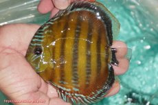 画像1: 【ワイルドディスカス】【通販】【３年ぶりの入荷】ラーゴクリペア スーパーレッド【個体販売】13-14cm（生体）クリペア産 (1)