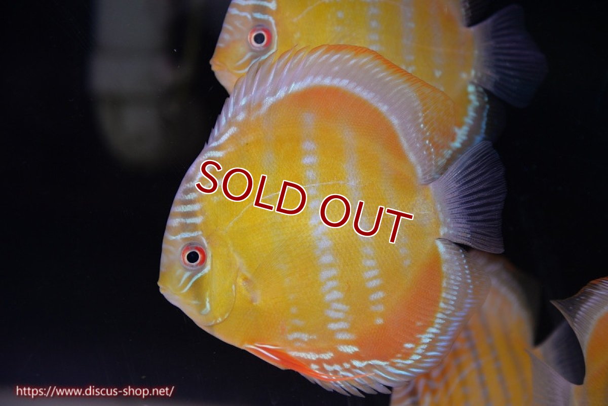 画像2: 【決算セール対象個体】【ワイルドディスカス】【通販】【３年ぶりの入荷】ラーゴクリペア スーパーレッド【個体販売】13-14cm（生体）クリペア産 (2)