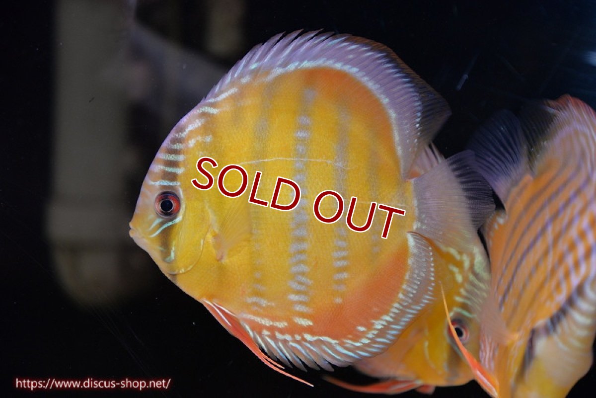 画像3: 【決算セール対象個体】【ワイルドディスカス】【通販】【３年ぶりの入荷】ラーゴクリペア スーパーレッド【個体販売】13-14cm（生体）クリペア産 (3)