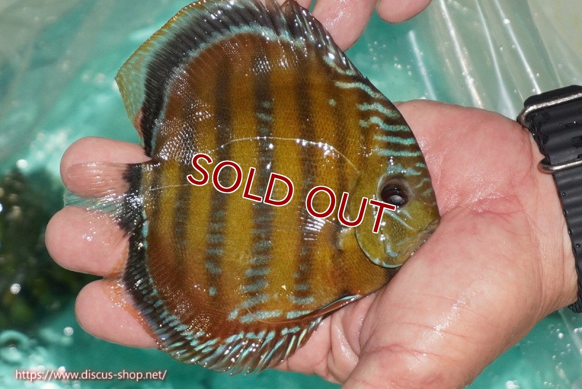 画像5: 【決算セール対象個体】【ワイルドディスカス】【通販】【３年ぶりの入荷】ラーゴクリペア スーパーレッド【個体販売】13-14cm（生体）クリペア産 (5)