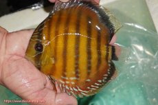 画像1: 【ワイルドディスカス】【通販】【３年ぶりの入荷】ラーゴクリペア スーパーレッド【個体販売】13-14cm（生体）クリペア産 (1)