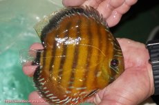 画像2: 【ワイルドディスカス】【通販】【３年ぶりの入荷】ラーゴクリペア スーパーレッド【個体販売】13-14cm（生体）クリペア産 (2)