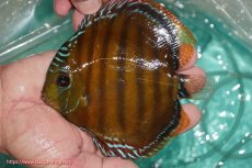 画像3: 【決算セール対象個体】【ワイルドディスカス】【通販】【３年ぶりの入荷】ラーゴクリペア スーパーレッド【個体販売】13-14cm（生体）クリペア産 (3)