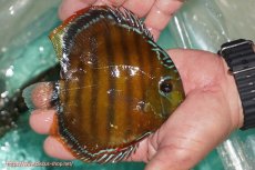 画像4: 【決算セール対象個体】【ワイルドディスカス】【通販】【３年ぶりの入荷】ラーゴクリペア スーパーレッド【個体販売】13-14cm（生体）クリペア産 (4)