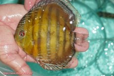 画像1: 【ワイルドディスカス】【通販】【３年ぶりの入荷】ラーゴクリペア スーパーレッド【個体販売】13-14cm（生体）クリペア産 (1)