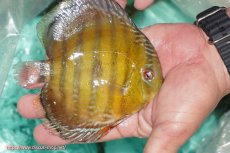 画像2: 【ワイルドディスカス】【通販】【３年ぶりの入荷】ラーゴクリペア スーパーレッド【個体販売】13-14cm（生体）クリペア産 (2)