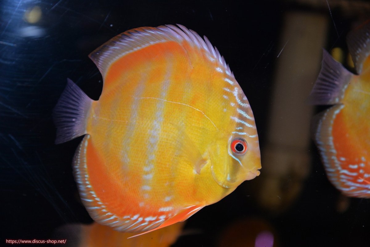 画像1: 【30周年記念セール対象個体】【ワイルドディスカス】【通販】【３年ぶりの入荷】ラーゴクリペア スーパーレッド【個体販売】13-14cm（生体）クリペア産 (1)