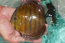 画像3: 【決算セール対象個体】【ワイルドディスカス】【通販】【３年ぶりの入荷】ラーゴクリペア スーパーレッド【個体販売】13-14cm（生体）クリペア産 (3)