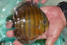 画像4: 【決算セール対象個体】【ワイルドディスカス】【通販】【３年ぶりの入荷】ラーゴクリペア スーパーレッド【個体販売】13-14cm（生体）クリペア産 (4)