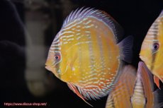 画像3: 【決算セール対象個体】【ワイルドディスカス】【通販】【３年ぶりの入荷】ラーゴクリペア スーパーレッド【個体販売】12-13cm（生体）クリペア産 (3)