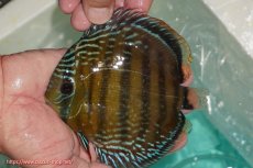 画像4: 【決算セール対象個体】【ワイルドディスカス】【通販】【３年ぶりの入荷】ラーゴクリペア スーパーレッド【個体販売】12-13cm（生体）クリペア産 (4)