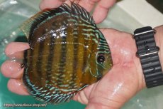 画像5: 【決算セール対象個体】【ワイルドディスカス】【通販】【３年ぶりの入荷】ラーゴクリペア スーパーレッド【個体販売】12-13cm（生体）クリペア産 (5)