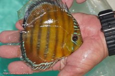 画像2: 【ワイルドディスカス】【通販】【３年ぶりの入荷】ラーゴクリペア スーパーレッド【個体販売】12-13cm（生体）クリペア産 (2)