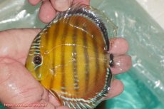 画像3: 【決算セール対象個体】【ワイルドディスカス】【通販】【３年ぶりの入荷】ラーゴクリペア スーパーレッド【個体販売】12-13cm（生体）クリペア産 (3)