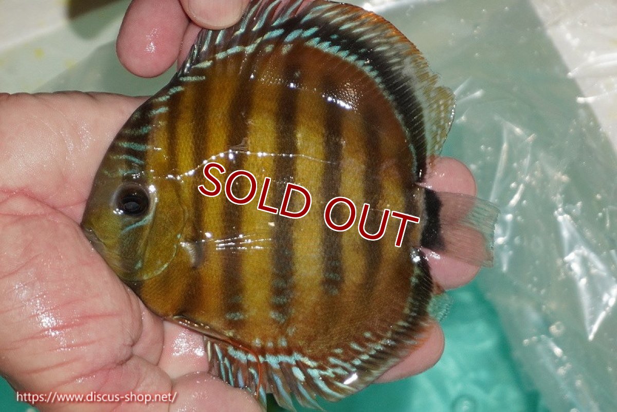 画像1: 【ワイルドディスカス】【通販】【３年ぶりの入荷】ラーゴクリペア スーパーレッド【個体販売】12-13cm（生体）クリペア産 (1)