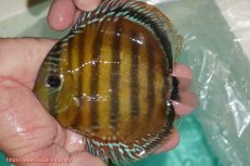 画像1: 【ワイルドディスカス】【通販】【３年ぶりの入荷】ラーゴクリペア スーパーレッド【個体販売】12-13cm（生体）クリペア産 (1)