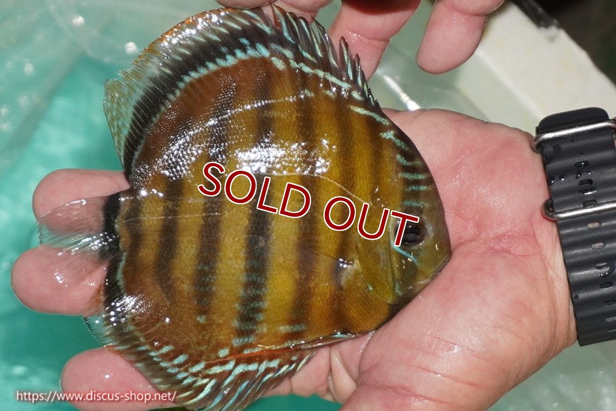 画像2: 【ワイルドディスカス】【通販】【３年ぶりの入荷】ラーゴクリペア スーパーレッド【個体販売】12-13cm（生体）クリペア産 (2)