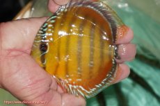 画像1: 【ワイルドディスカス】【通販】【３年ぶりの入荷】ラーゴクリペア スーパーレッド【個体販売】12-13cm（生体）クリペア産 (1)