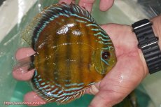 画像3: 【ワイルドディスカス】【通販】【３年ぶりの入荷】ラーゴクリペア スーパーレッド【個体販売】12-13cm（生体）クリペア産 (3)