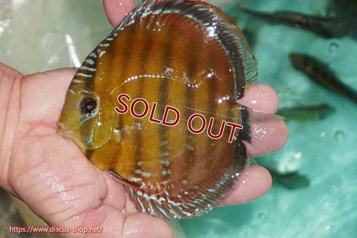 画像1: 【ワイルドディスカス】【通販】【３年ぶりの入荷】ラーゴクリペア スーパーレッド【個体販売】12-13cm（生体）クリペア産 (1)