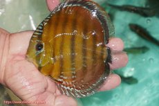 画像1: 【ワイルドディスカス】【通販】【３年ぶりの入荷】ラーゴクリペア スーパーレッド【個体販売】12-13cm（生体）クリペア産 (1)