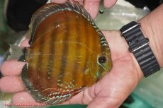 画像2: 【ワイルドディスカス】【通販】【３年ぶりの入荷】ラーゴクリペア スーパーレッド【個体販売】12-13cm（生体）クリペア産 (2)