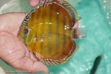 画像1: 【ワイルドディスカス】【通販】【３年ぶりの入荷】ラーゴクリペア スーパーレッド【個体販売】12-13cm（生体）クリペア産 (1)