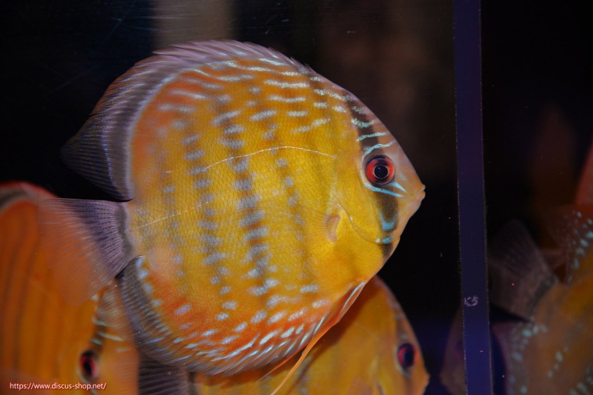 画像1: 【30周年記念セール対象個体】【ワイルドディスカス】【通販】【３年ぶりの入荷】ラーゴクリペア スーパーレッド【個体販売】12-13cm（生体）クリペア産 (1)