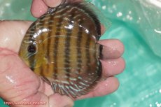 画像3: 【決算セール対象個体】【ワイルドディスカス】【通販】【３年ぶりの入荷】ラーゴクリペア スーパーレッド【個体販売】12-13cm（生体）クリペア産 (3)