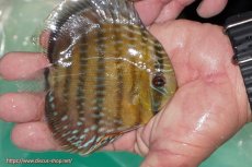 画像4: 【決算セール対象個体】【ワイルドディスカス】【通販】【３年ぶりの入荷】ラーゴクリペア スーパーレッド【個体販売】12-13cm（生体）クリペア産 (4)