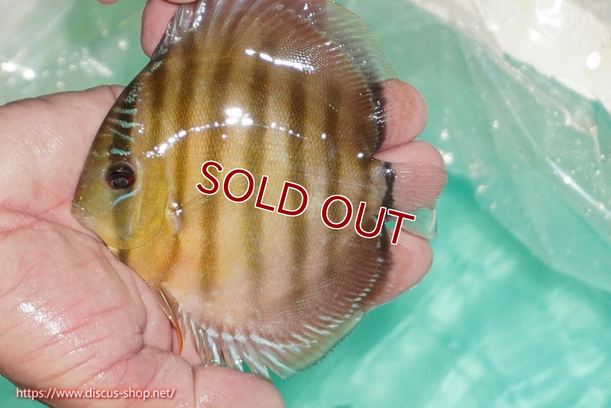 画像1: 【ワイルドディスカス】【通販】【３年ぶりの入荷】ラーゴクリペア スーパーレッド【個体販売】12-13cm（生体）クリペア産 (1)