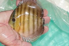 画像1: 【ワイルドディスカス】【通販】【３年ぶりの入荷】ラーゴクリペア スーパーレッド【個体販売】12-13cm（生体）クリペア産 (1)