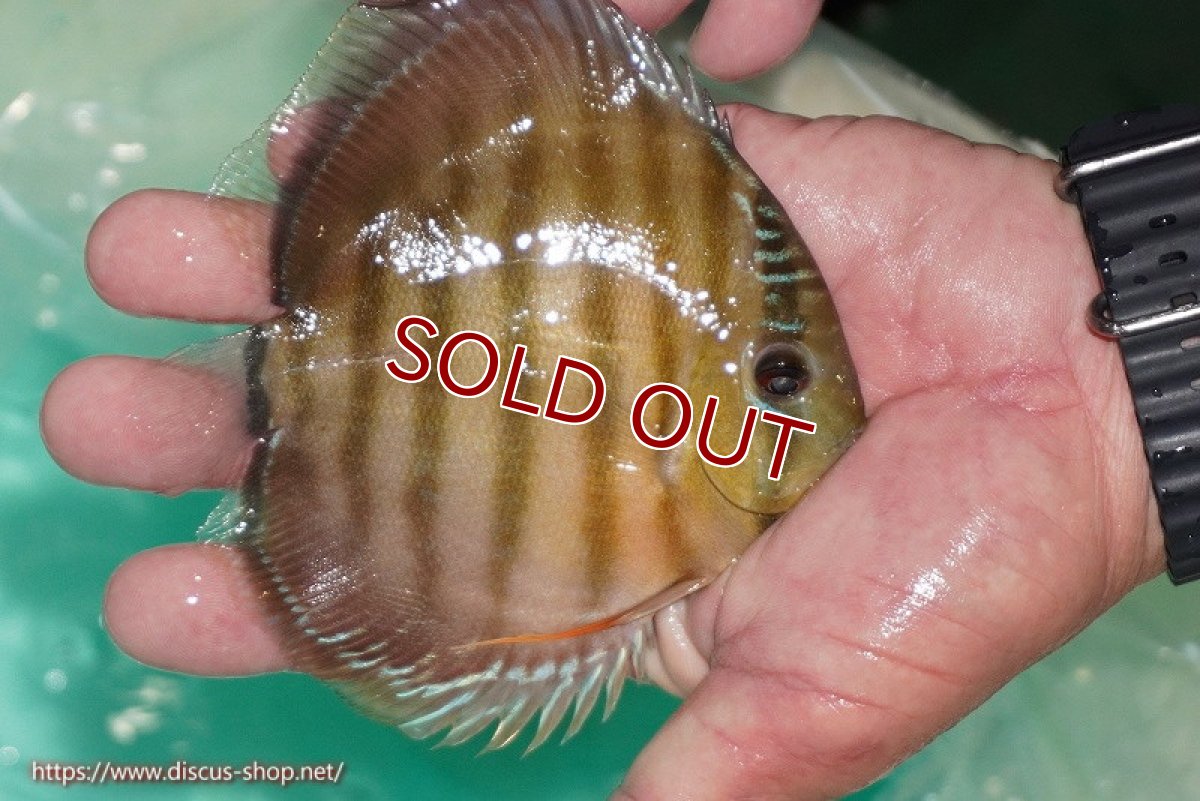 画像2: 【ワイルドディスカス】【通販】【３年ぶりの入荷】ラーゴクリペア スーパーレッド【個体販売】12-13cm（生体）クリペア産 (2)