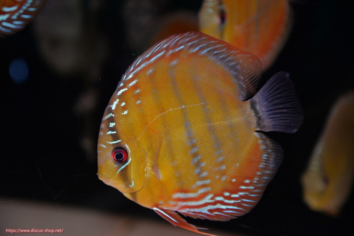 画像1: 【30周年記念セール対象個体】【ワイルドディスカス】【通販】【３年ぶりの入荷】ラーゴクリペア スーパーレッド【個体販売】12-13cm（生体）クリペア産 (1)