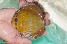 画像1: 【ワイルドディスカス】【通販】【３年ぶりの入荷】ラーゴクリペア スーパーレッド【個体販売】12-13cm（生体）クリペア産 (1)