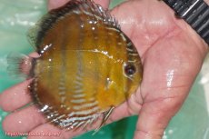 画像3: 【ワイルドディスカス】【通販】【３年ぶりの入荷】ラーゴクリペア スーパーレッド【個体販売】12-13cm（生体）クリペア産 (3)