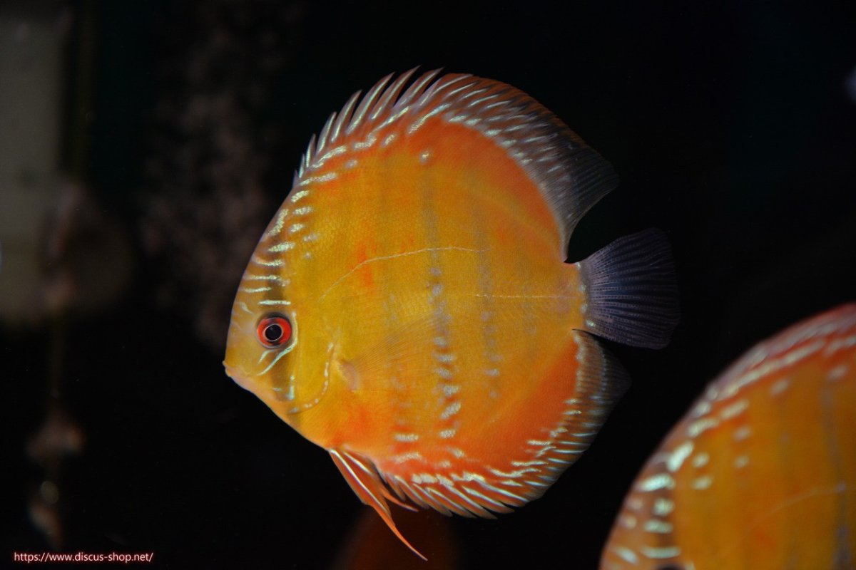 画像1: 【30周年記念セール対象個体】【ワイルドディスカス】【通販】【３年ぶりの入荷】ラーゴクリペア スーパーレッド【個体販売】12-13cm（生体）クリペア産 (1)