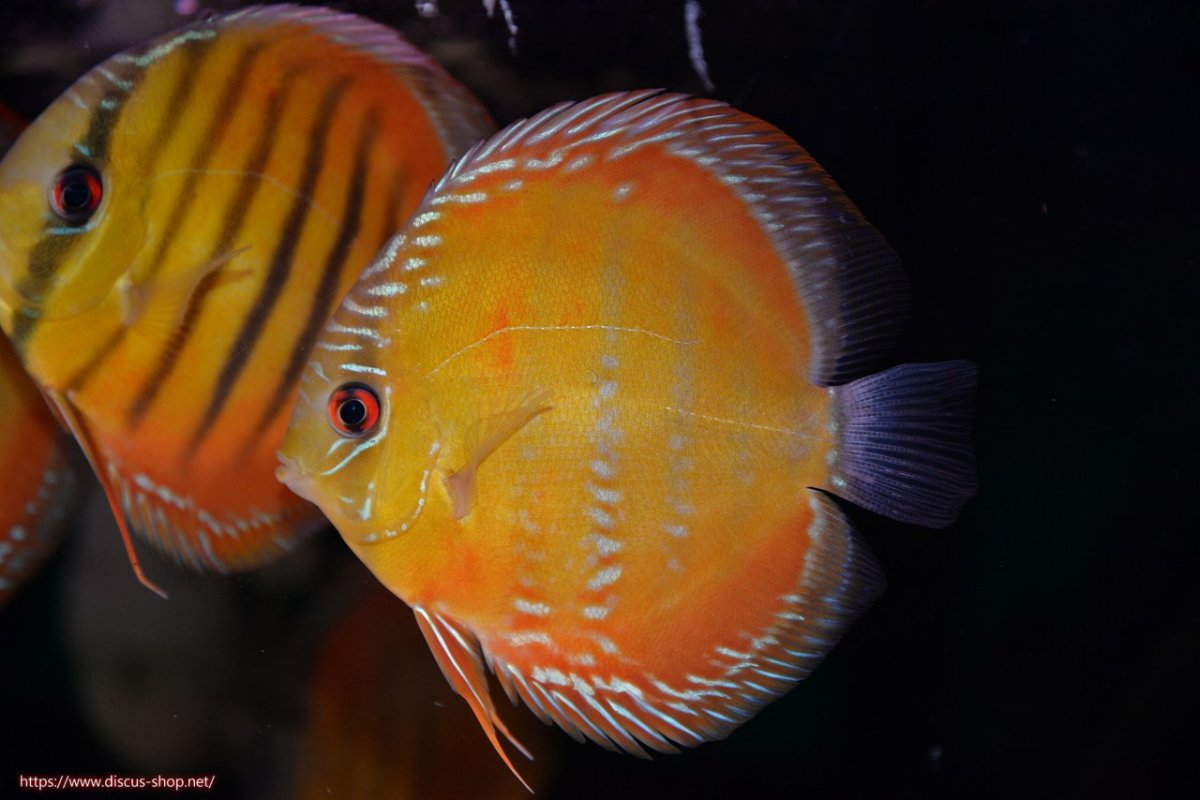 画像2: 【30周年記念セール対象個体】【ワイルドディスカス】【通販】【３年ぶりの入荷】ラーゴクリペア スーパーレッド【個体販売】12-13cm（生体）クリペア産 (2)