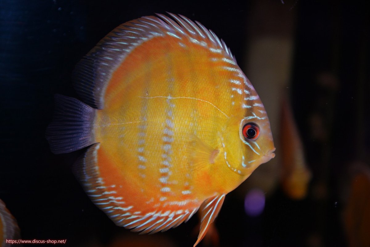 画像3: 【30周年記念セール対象個体】【ワイルドディスカス】【通販】【３年ぶりの入荷】ラーゴクリペア スーパーレッド【個体販売】12-13cm（生体）クリペア産 (3)