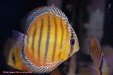 画像3: 【決算セール対象個体】【ワイルドディスカス】【通販】【３年ぶりの入荷】ラーゴクリペア スーパーレッド【個体販売】12-13cm（生体）クリペア産 (3)