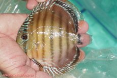 画像4: 【決算セール対象個体】【ワイルドディスカス】【通販】【３年ぶりの入荷】ラーゴクリペア スーパーレッド【個体販売】12-13cm（生体）クリペア産 (4)