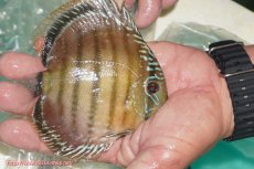 画像5: 【決算セール対象個体】【ワイルドディスカス】【通販】【３年ぶりの入荷】ラーゴクリペア スーパーレッド【個体販売】12-13cm（生体）クリペア産 (5)